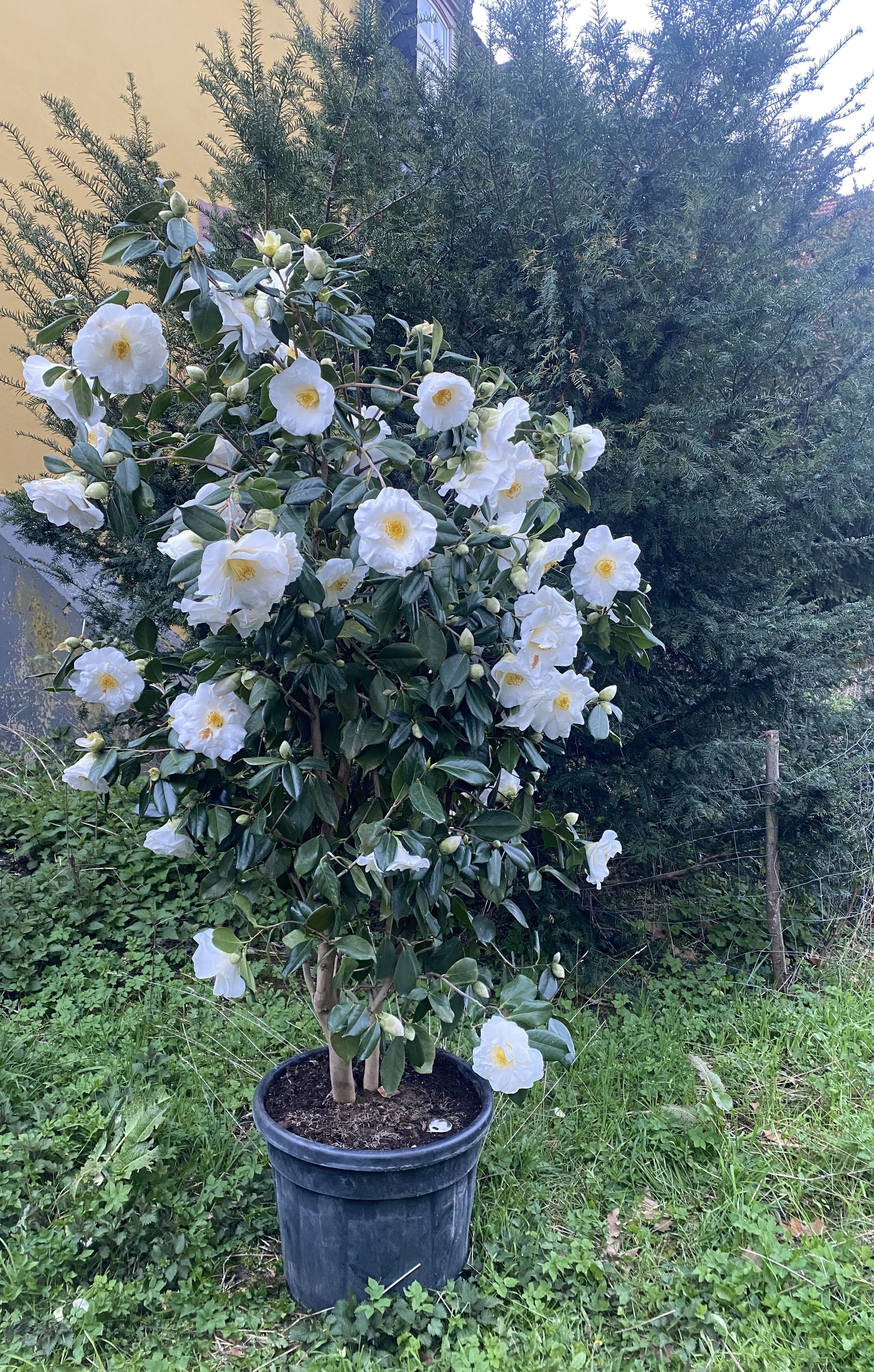 Camellia White Nun