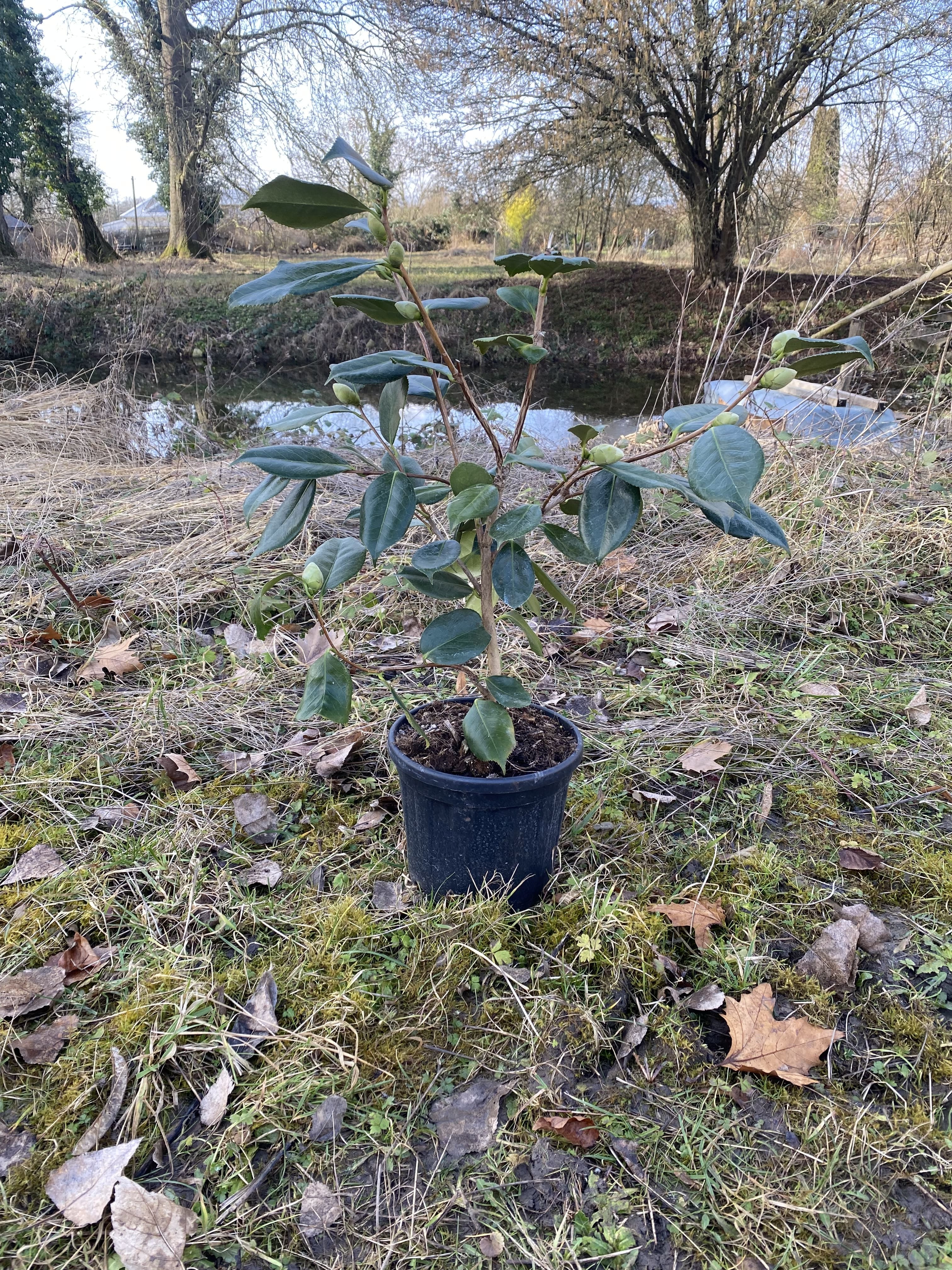 Camellia White Nun