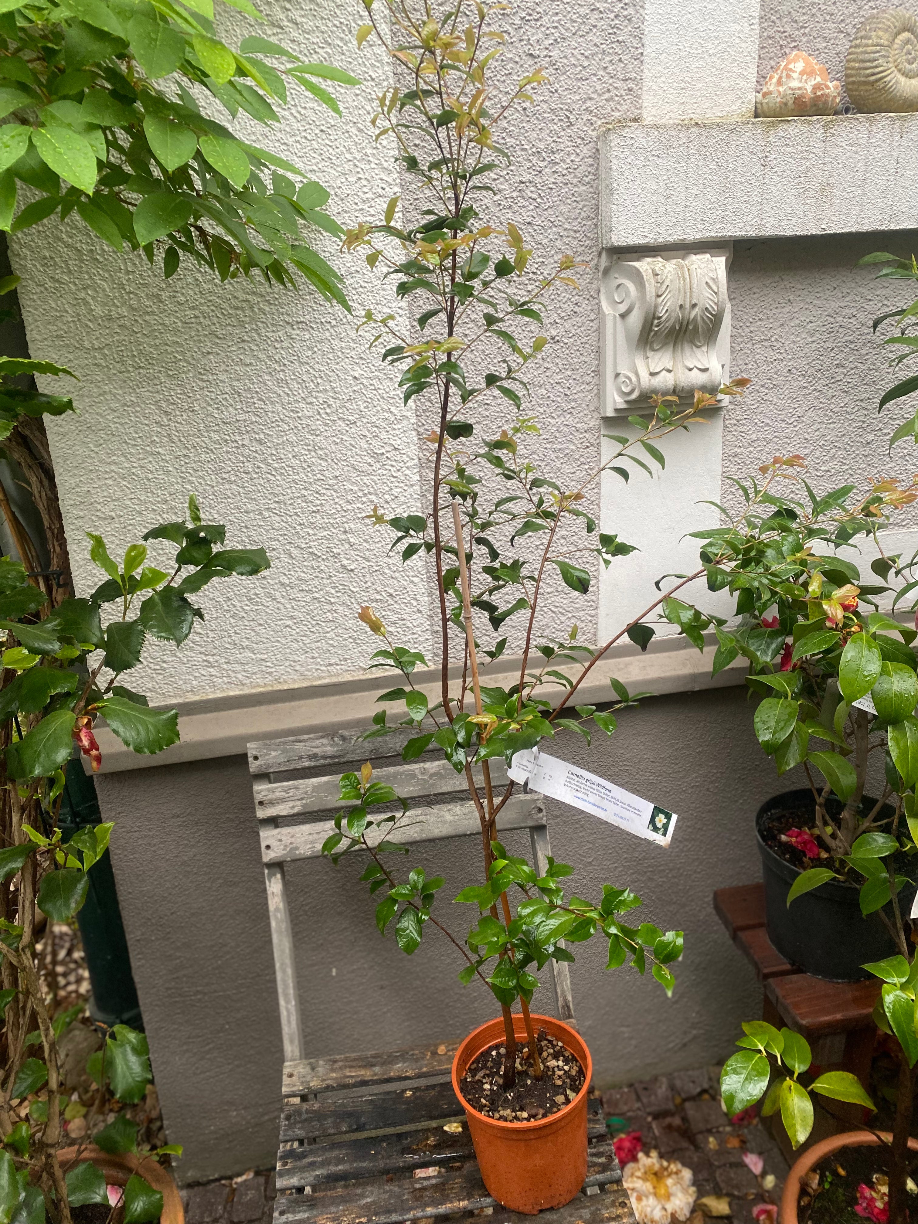Camellia Grijsii Wildform
