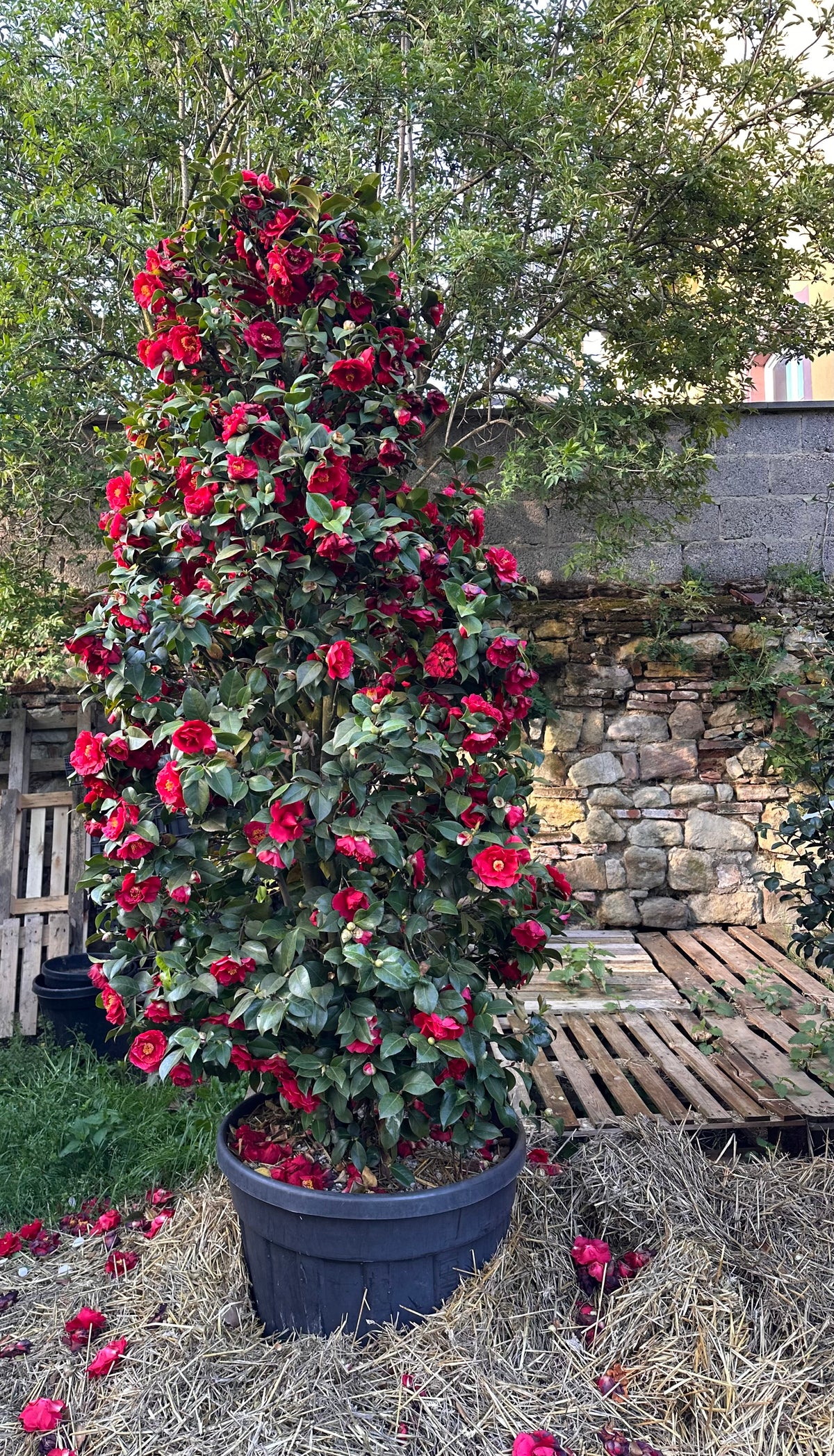 Camellia Dr. Burnside