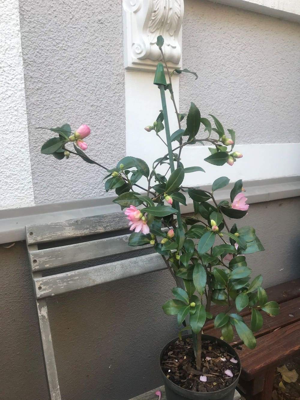 Camellia Agnes O'Solomon