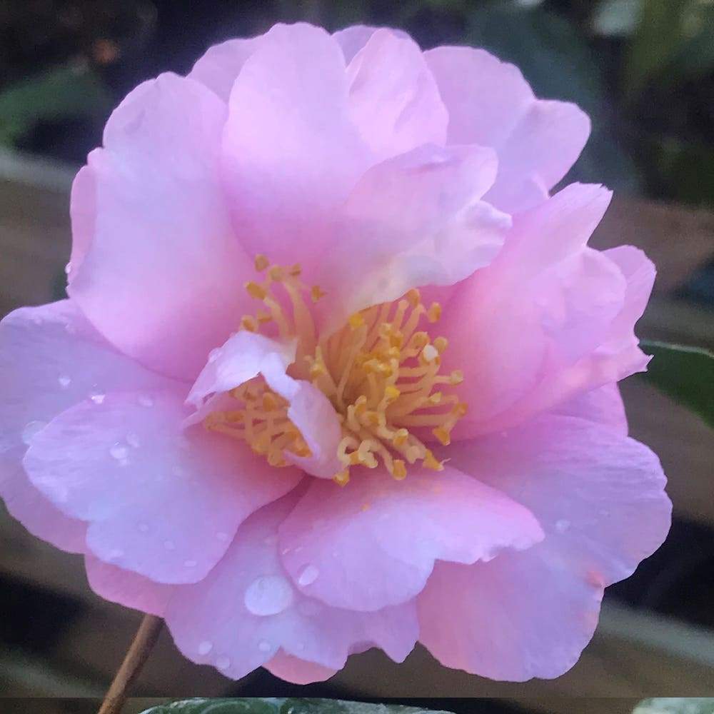 Camellia Agnes O'Solomon