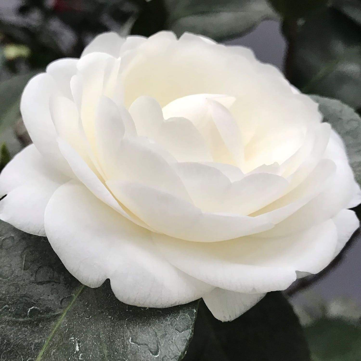 Camellia Alba Plena