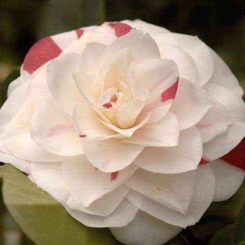 Camellia Angela Cocchi