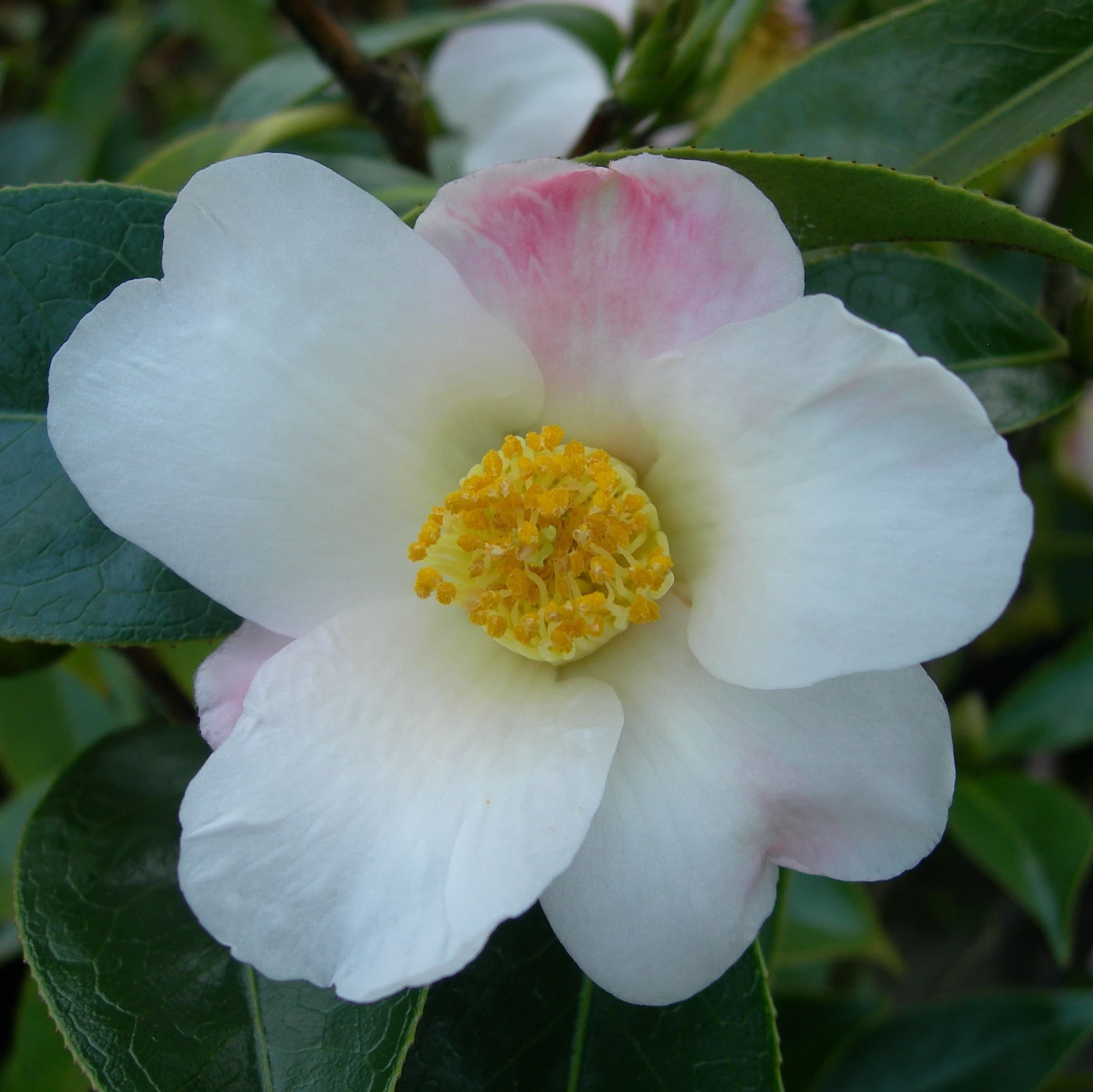 Camellia Apple Blossom