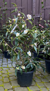 Camellia Apple Blossom