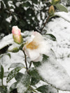 Camellia Apple Blossom - Mein-Kameliengarten.de