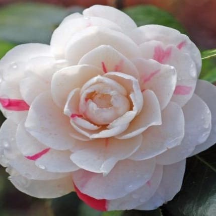 Camellia April Dawn