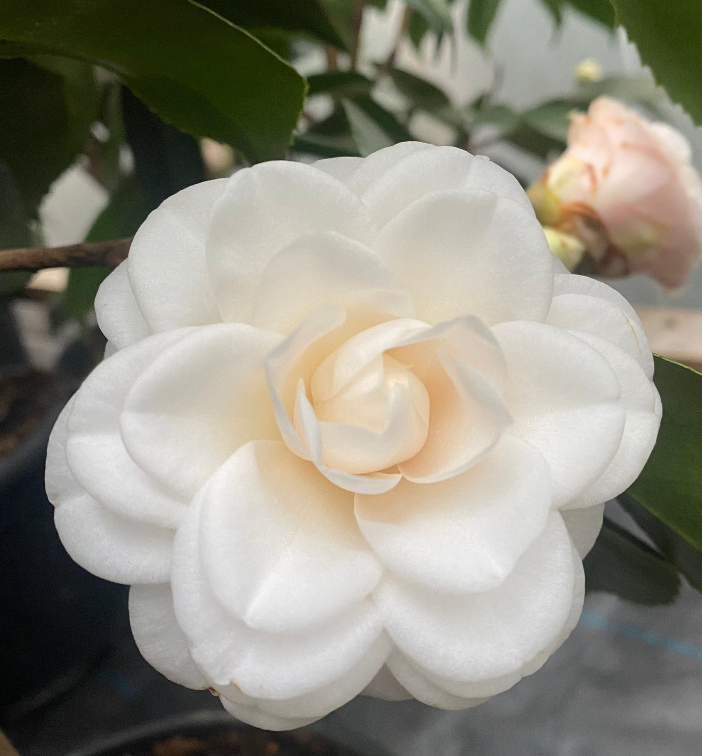 Camellia Hail Mary