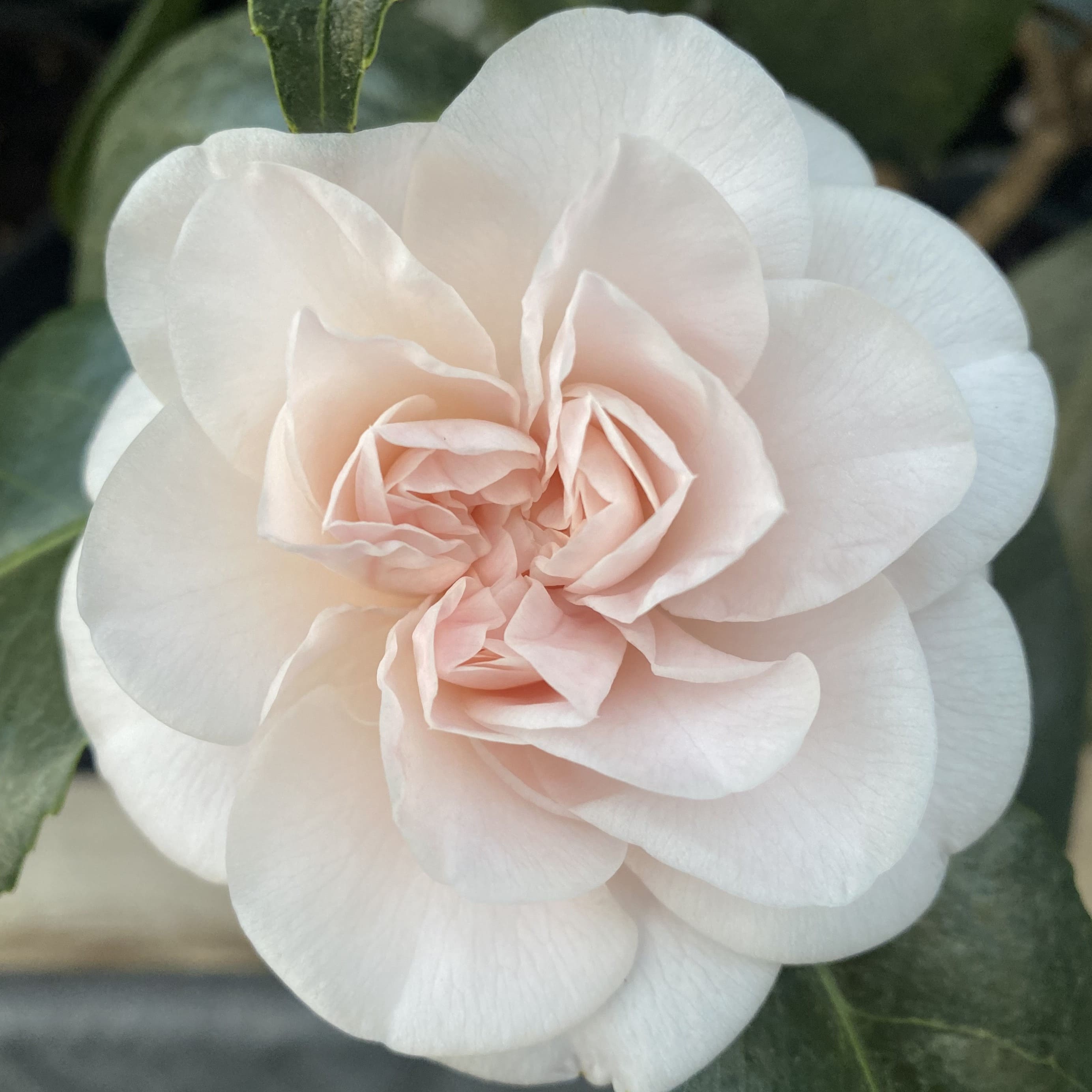 Camellia Hail Mary