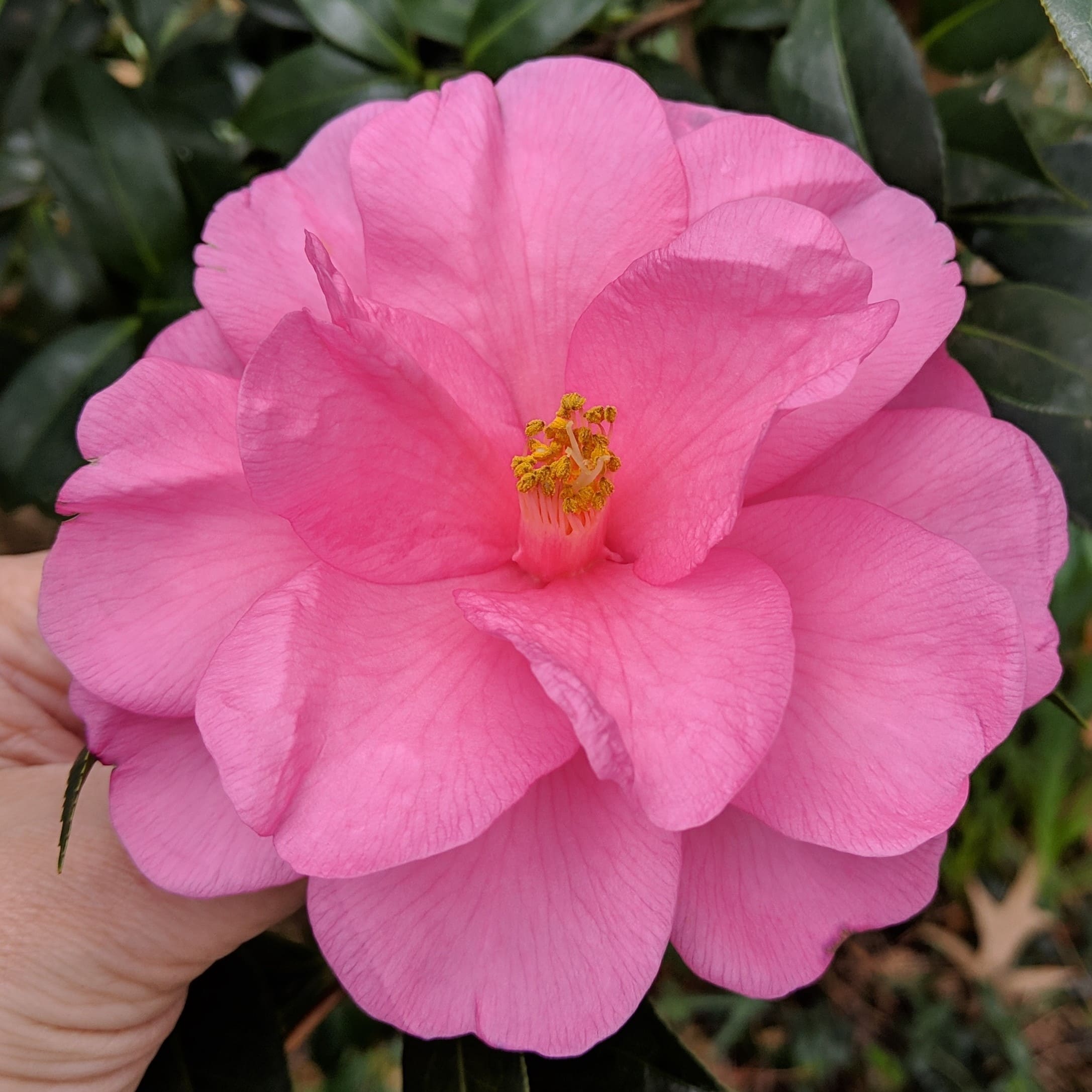 Camellia Barbara Clark