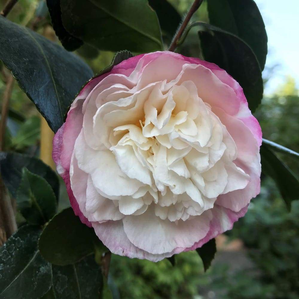 Camellia Beatrice Emily