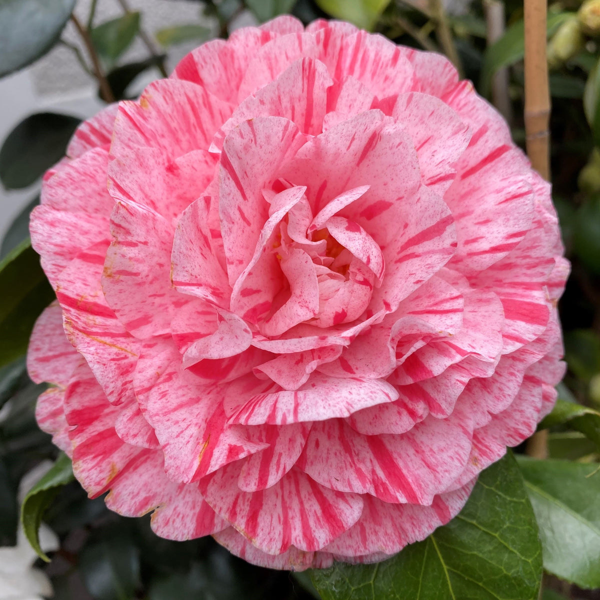 Camellia Bella Romana