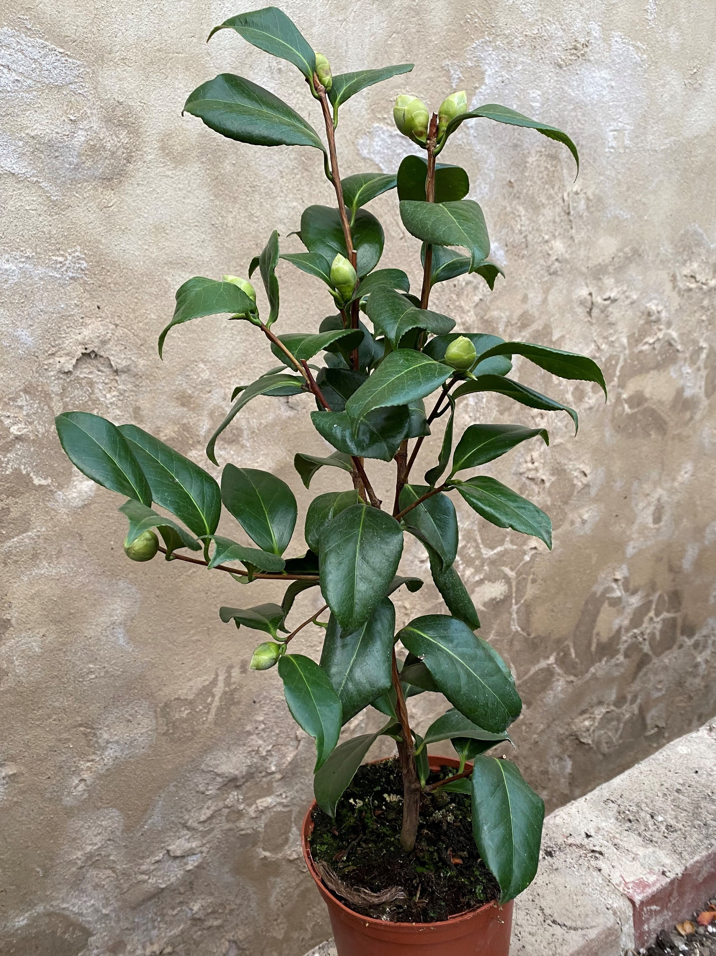 Camellia Bella Romana