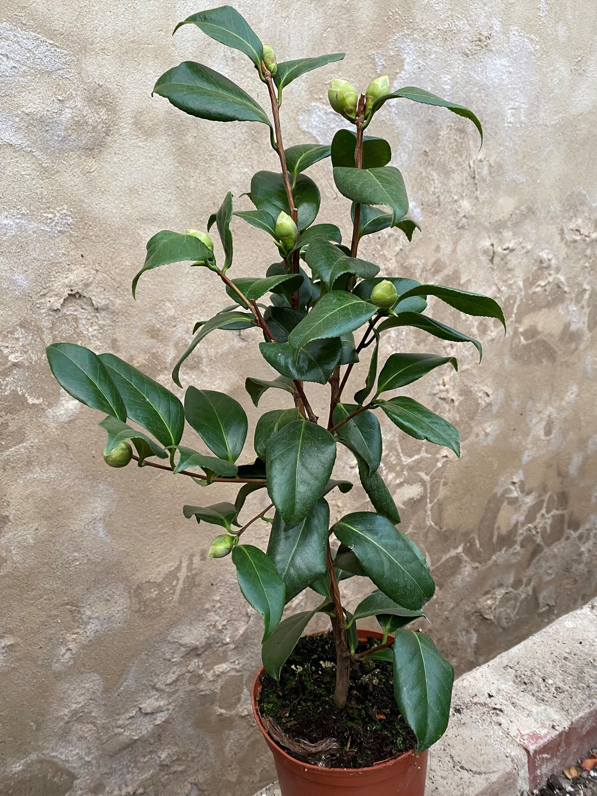Camellia Bella Romana