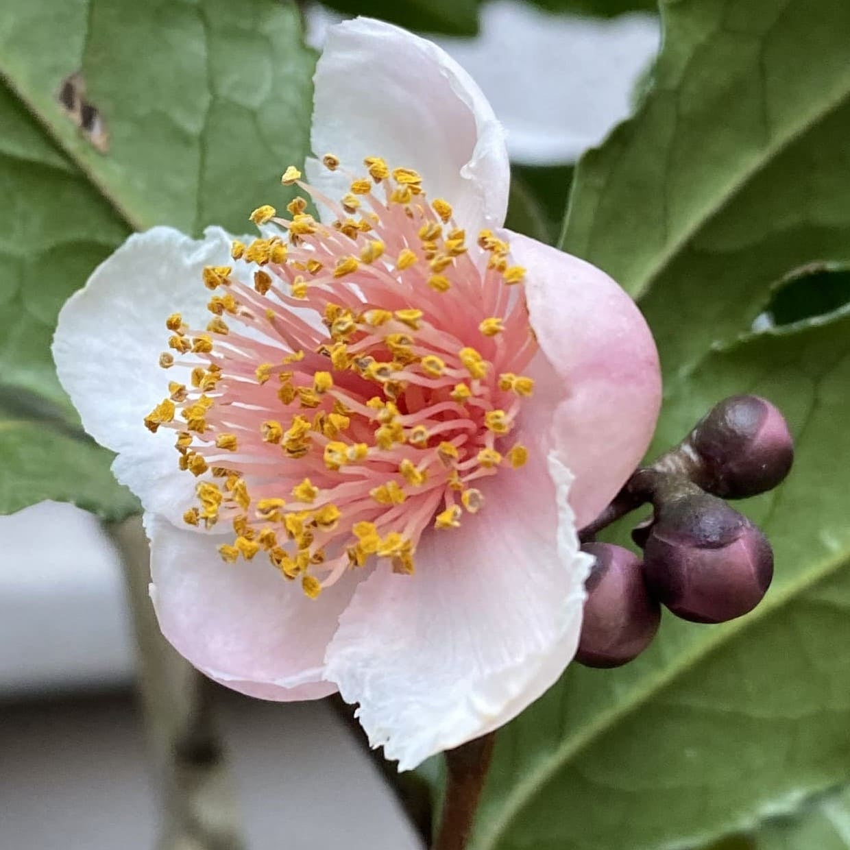 Camellia sinensis , die Teepflanze