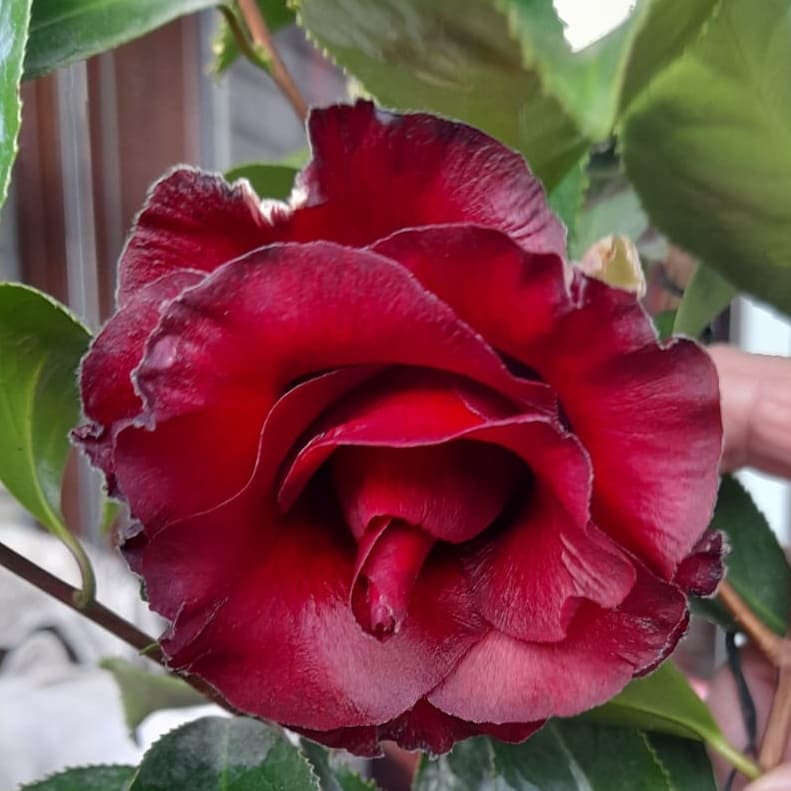 Camellia Black Magic