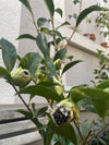 Camellia Black Magic