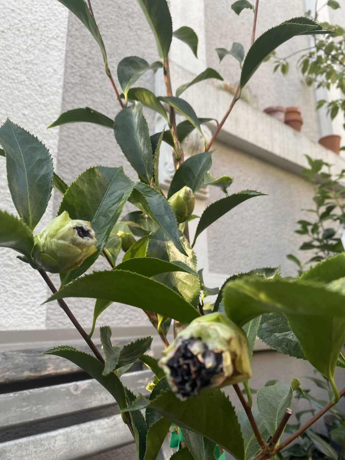 Camellia Black Magic