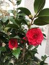 Camellia Black Lace