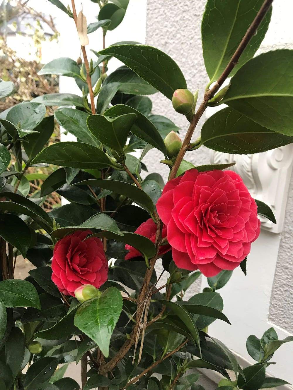 Camellia Black Lace