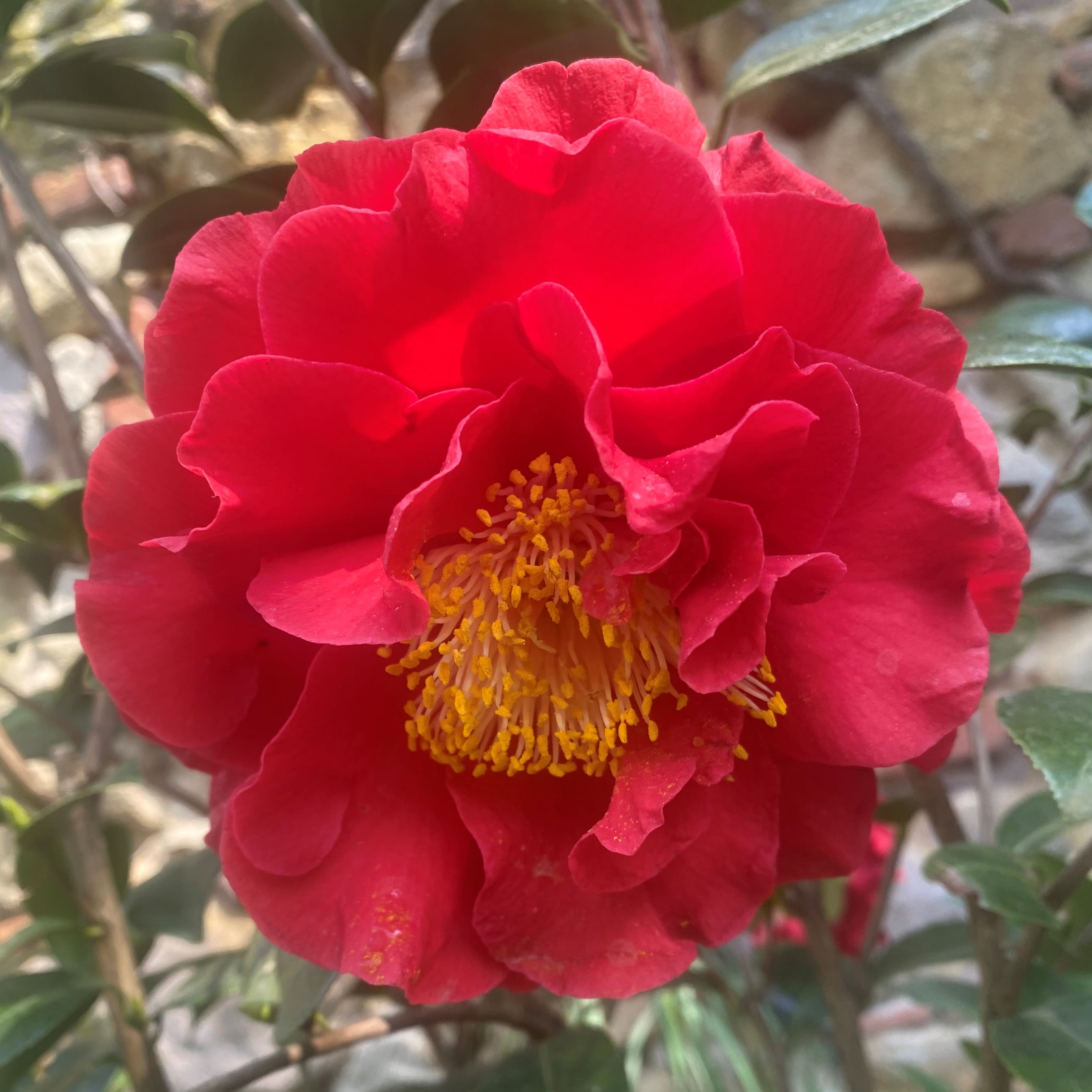 Camellia Blood of China