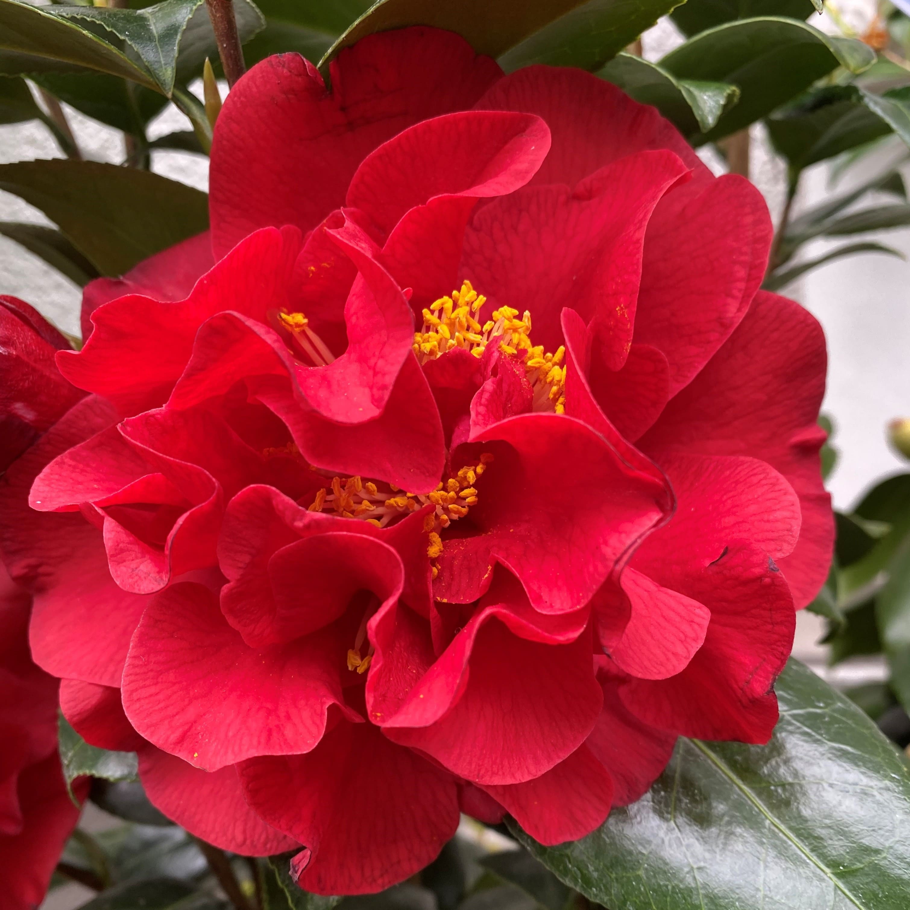 Camellia Bob Hope