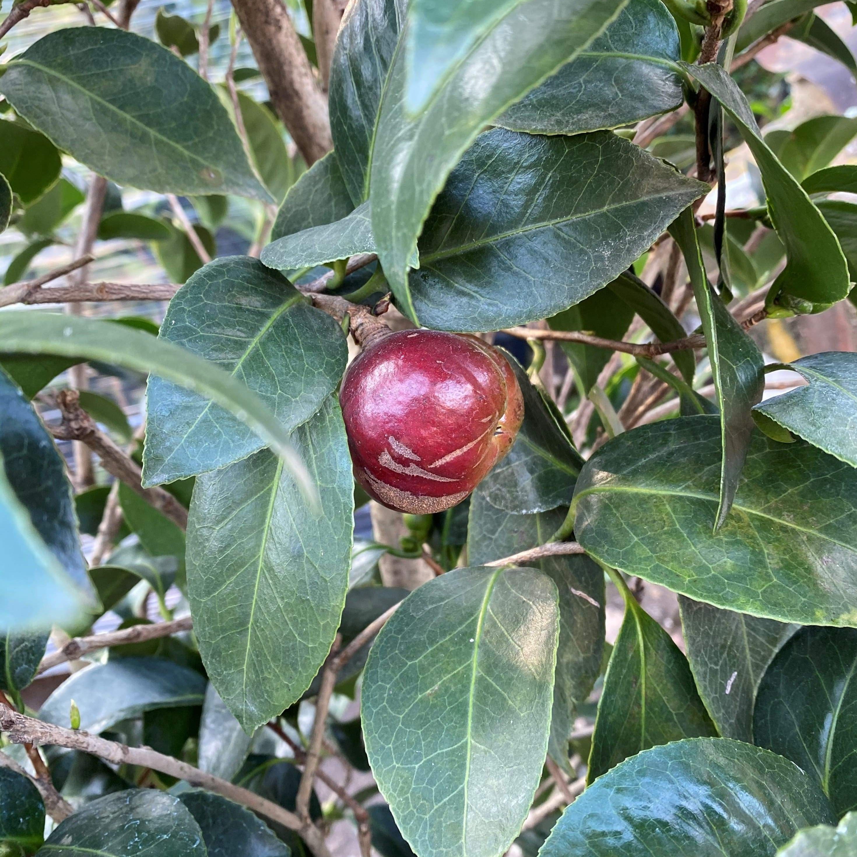 Camellia Bob Hope