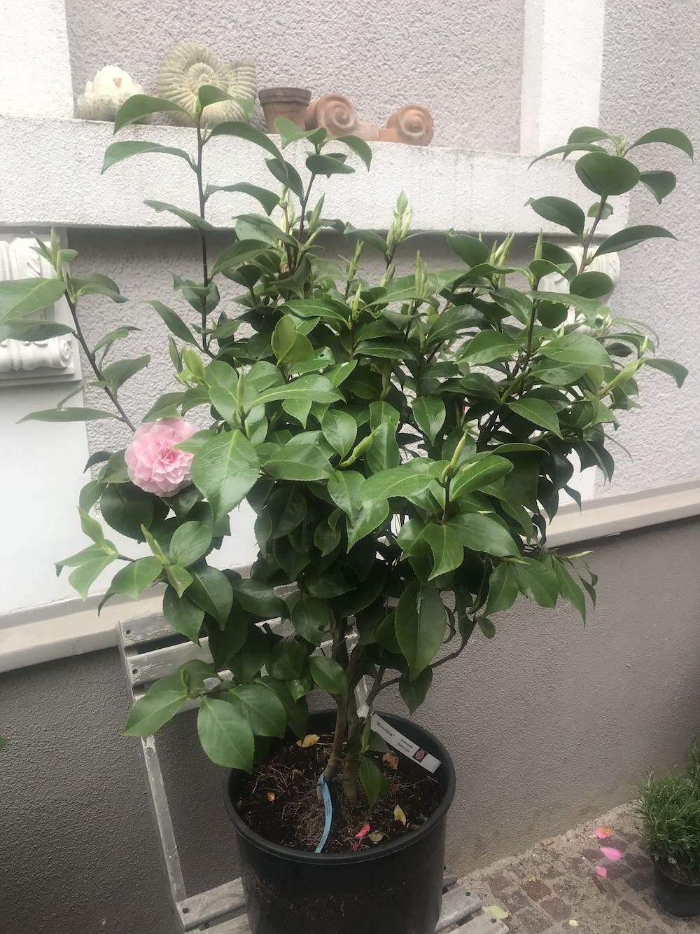 Camellia bonomiana