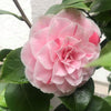 Camellia Bonomiana