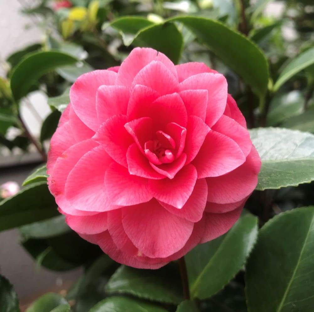 Camellia Bonomiana