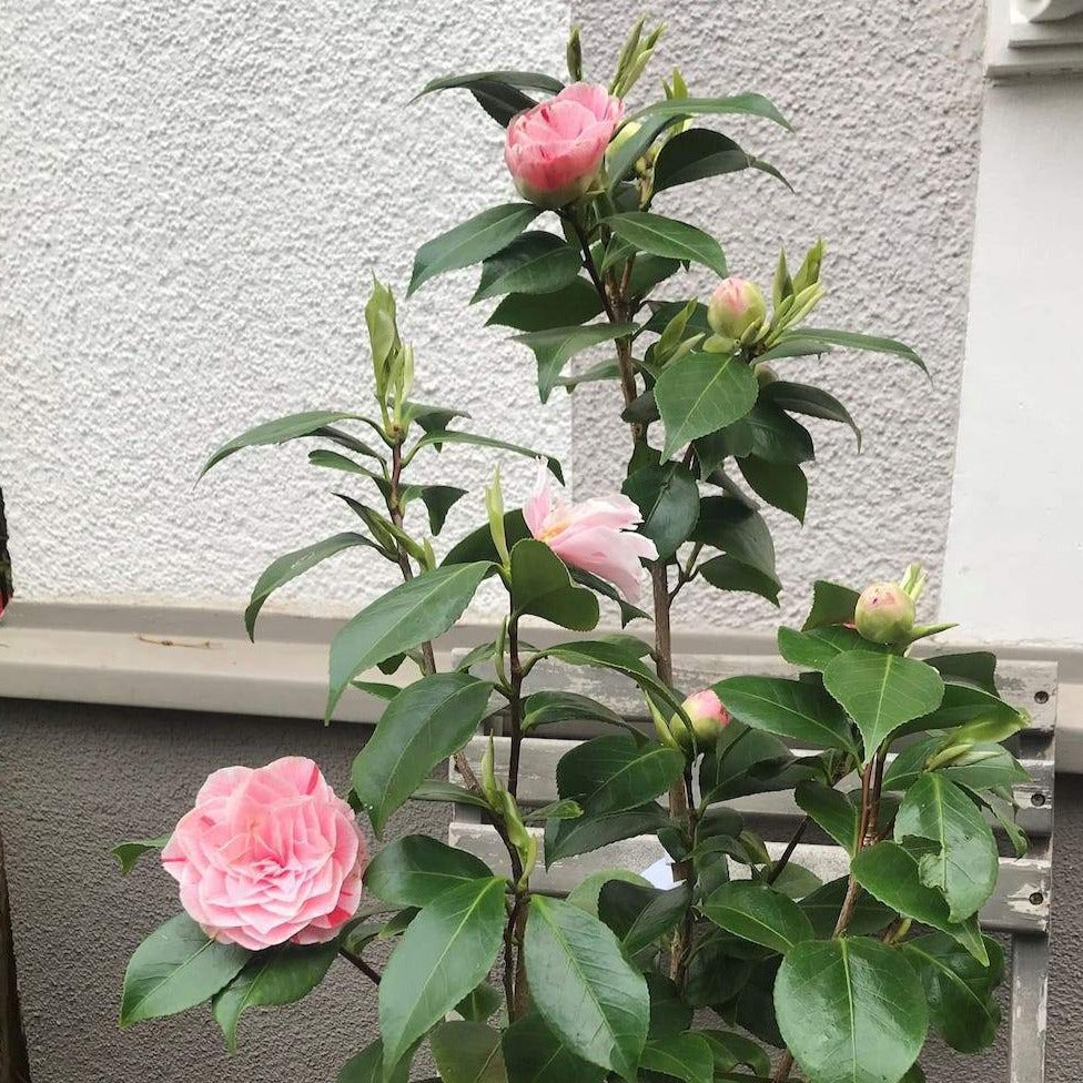 Camellia Bonomiana