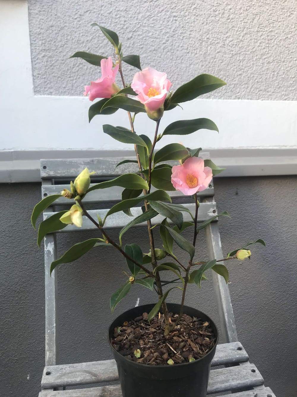 Camellia Bow Bells