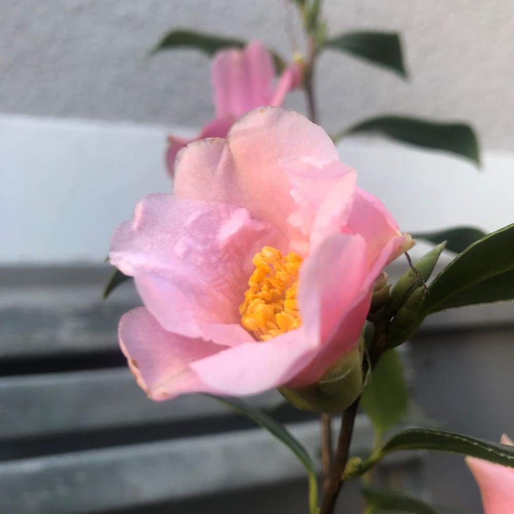 Camellia Bow Bells