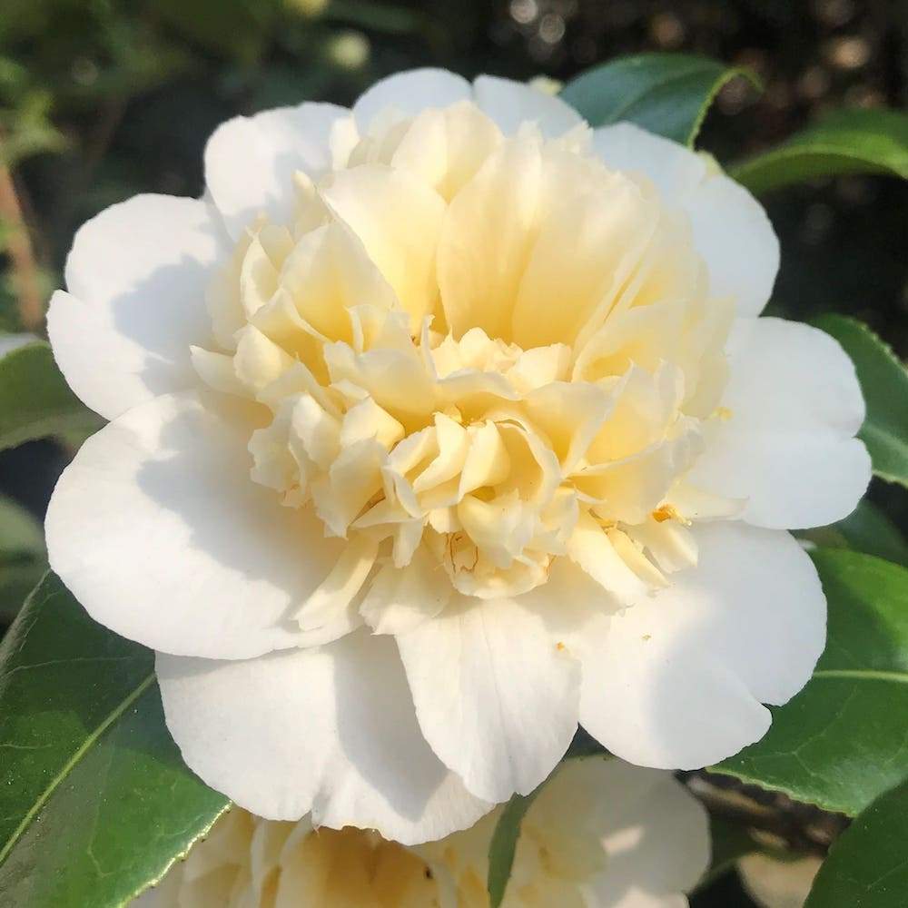Camellia Brushfield's Yellow
