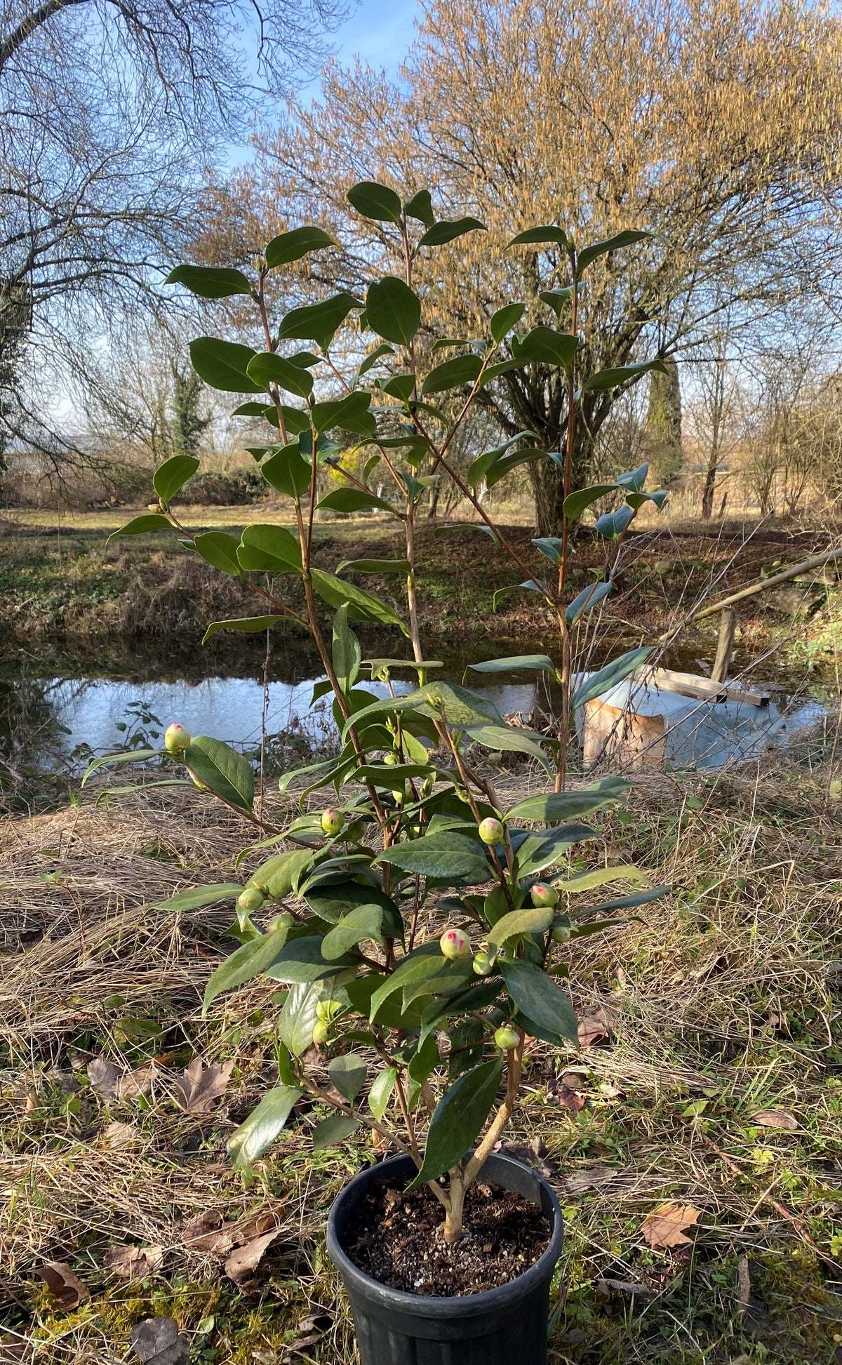 Camellia C.M. Hovey