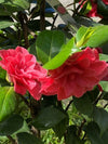 Camellia C.M. Hovey