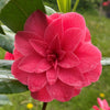 Camellia C.M. Hovey