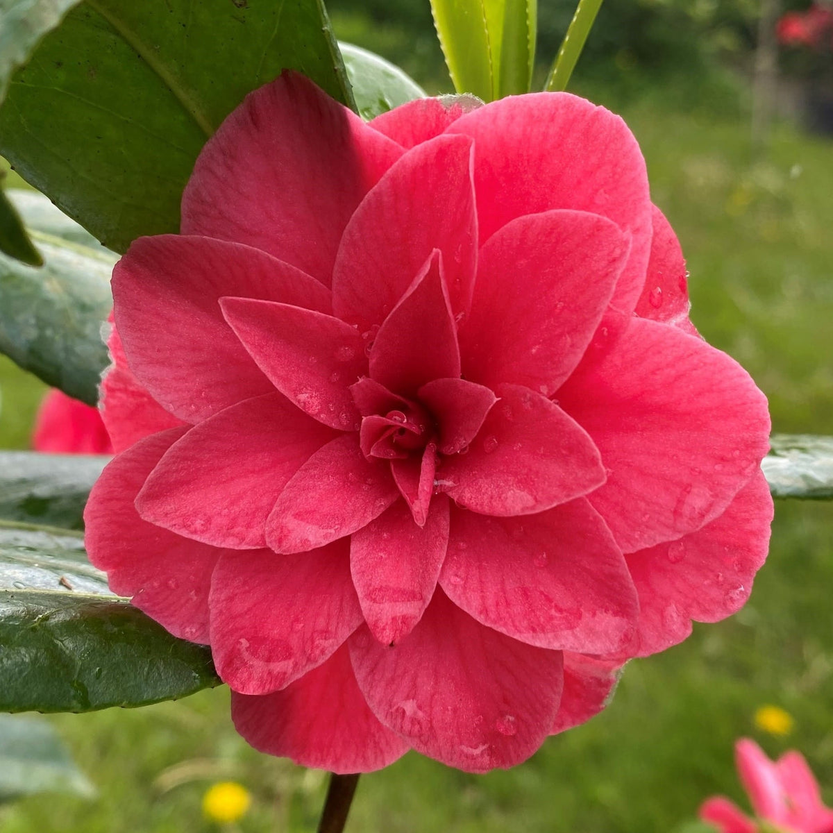 Camellia C.M. Hovey