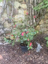Camellia C.M. Hovey