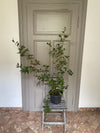 Camellia Saluenensis Wildform
