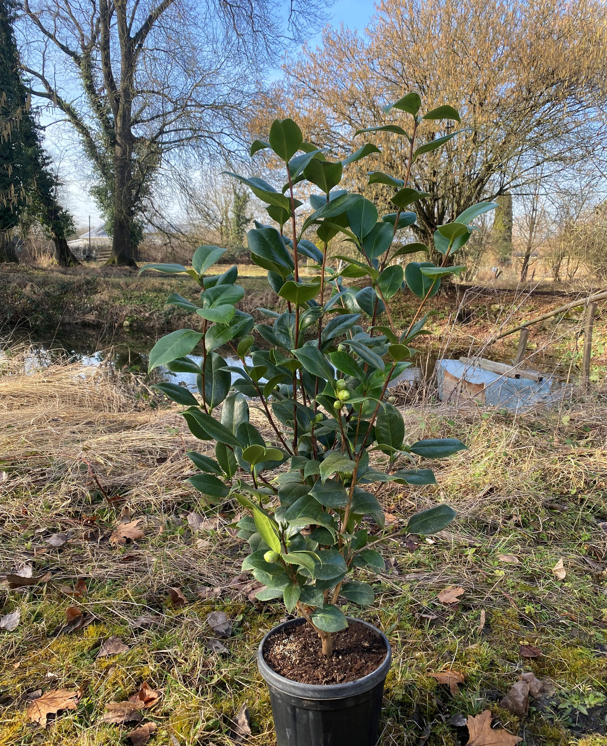 Camellia California