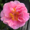 Camellia California