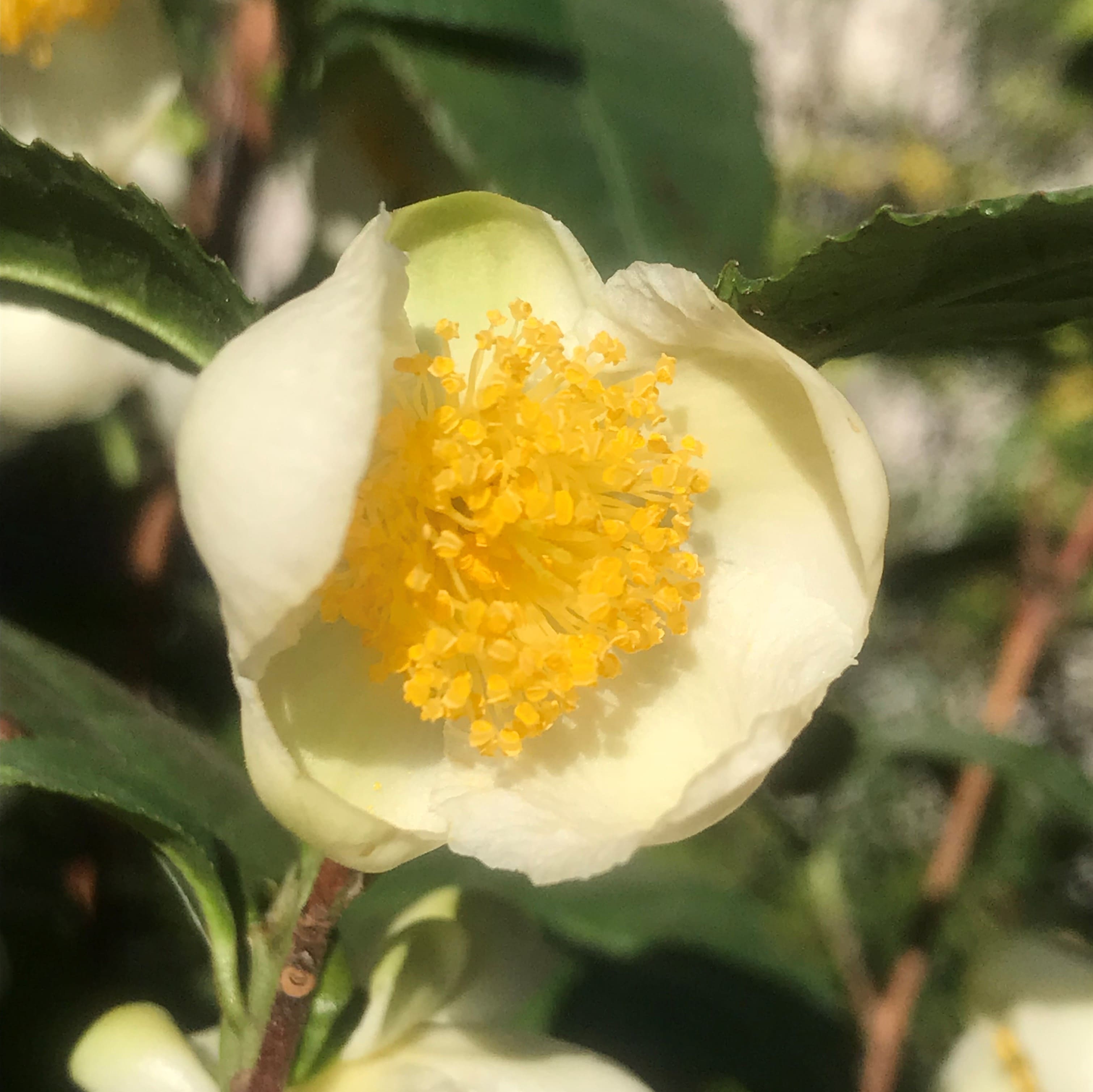 Camellia sinensis , die Teepflanze