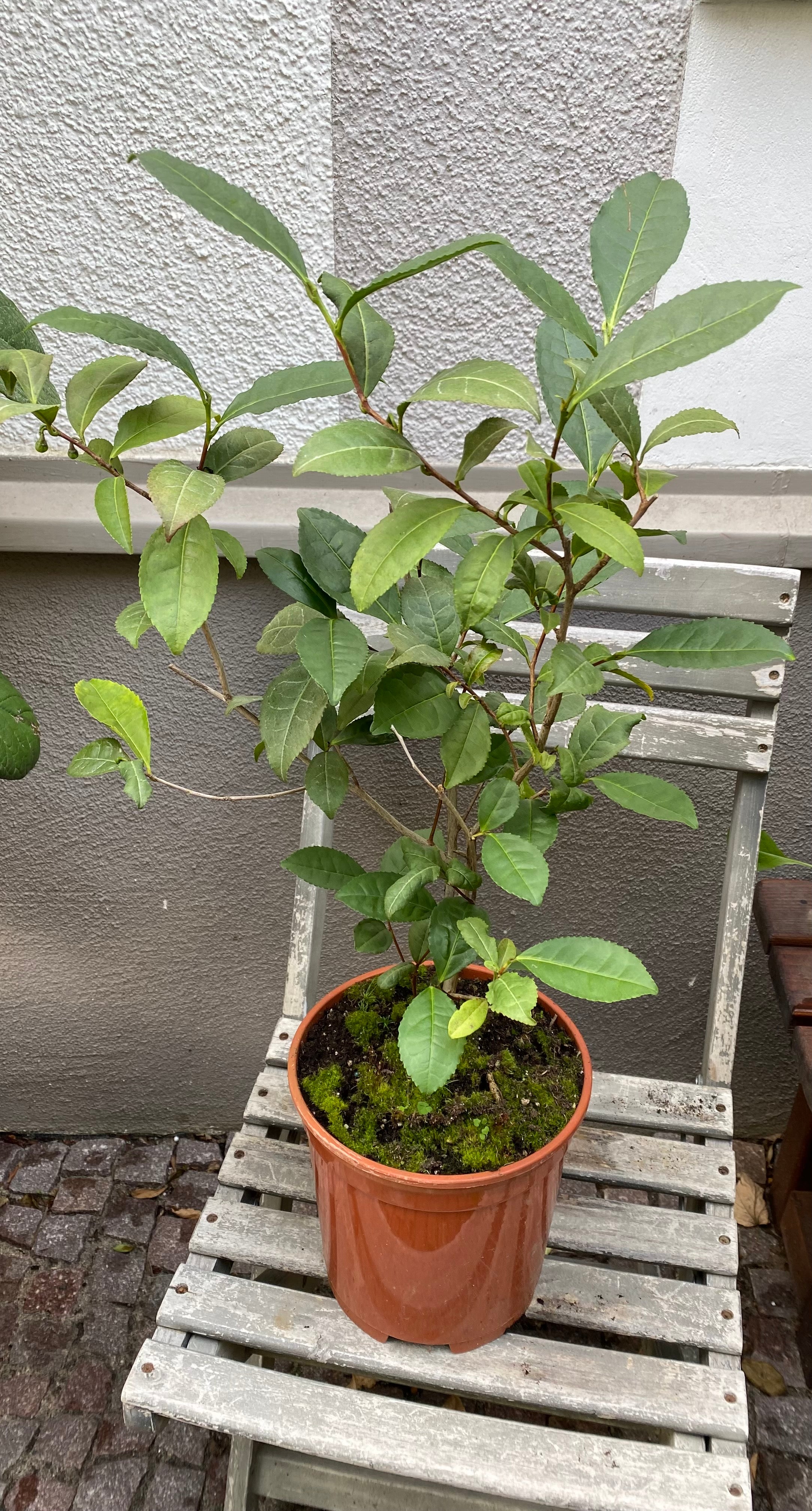 Camellia sinensis , die Teepflanze