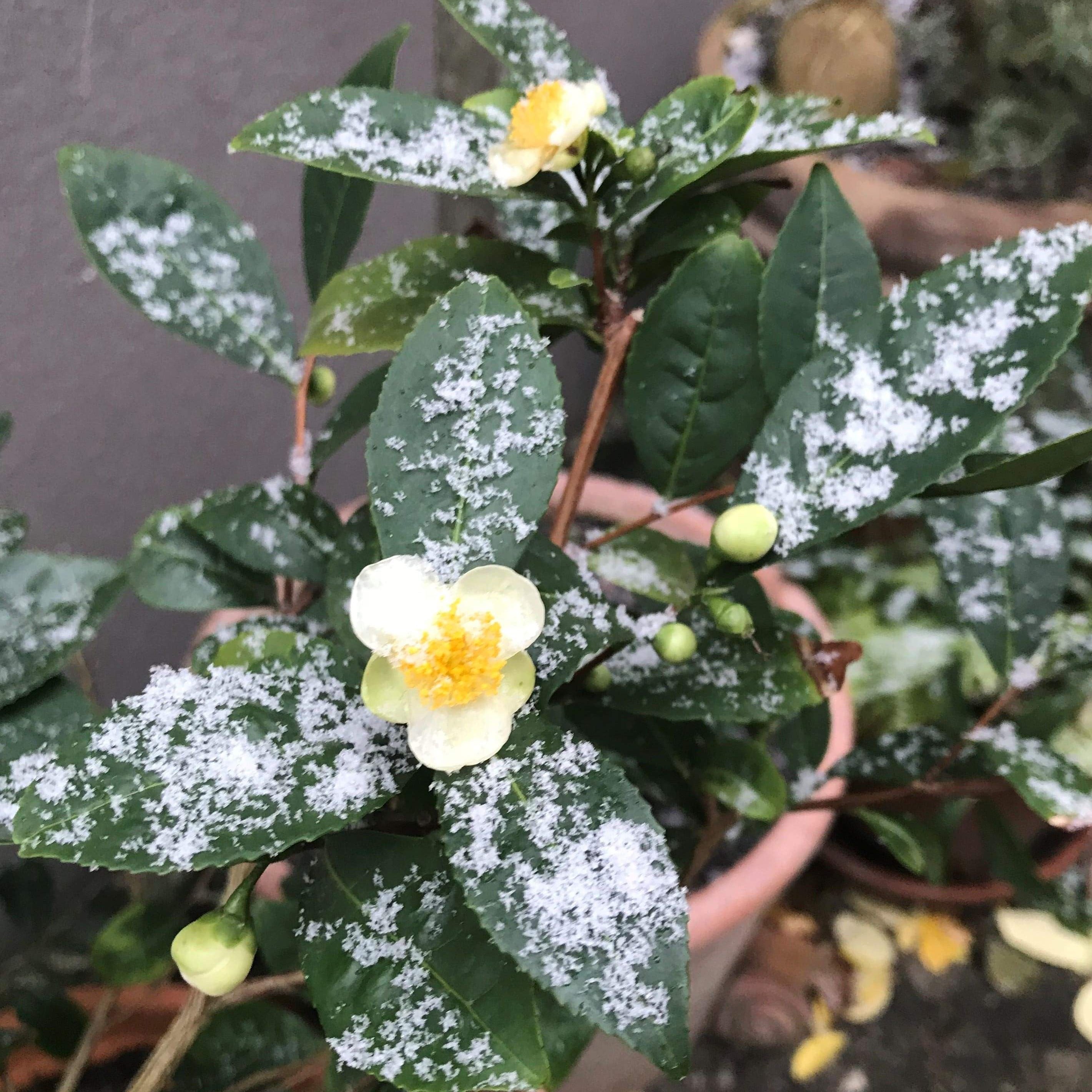 Camellia sinensis , die Teepflanze