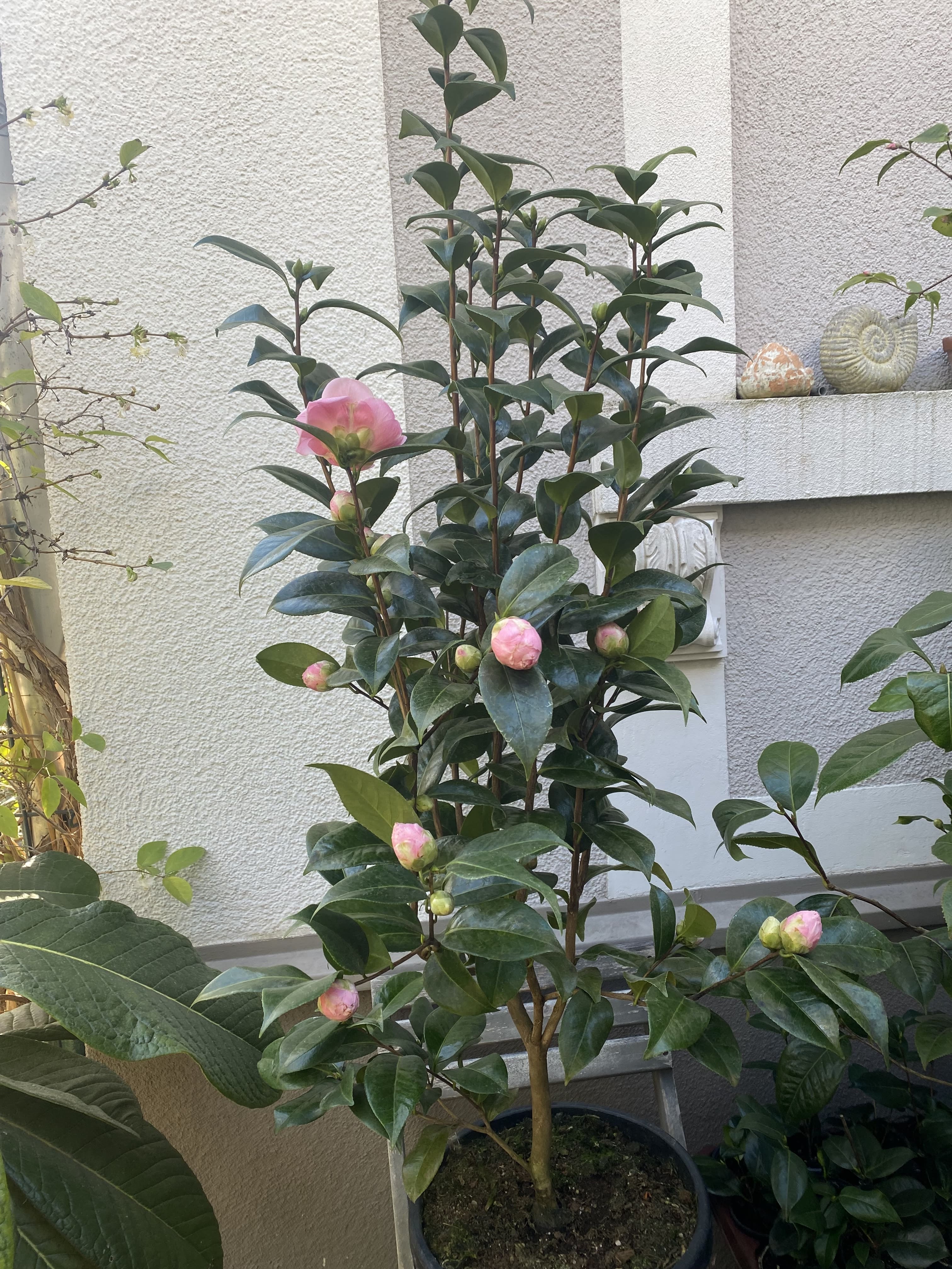 Camellia Nuccio's cameo