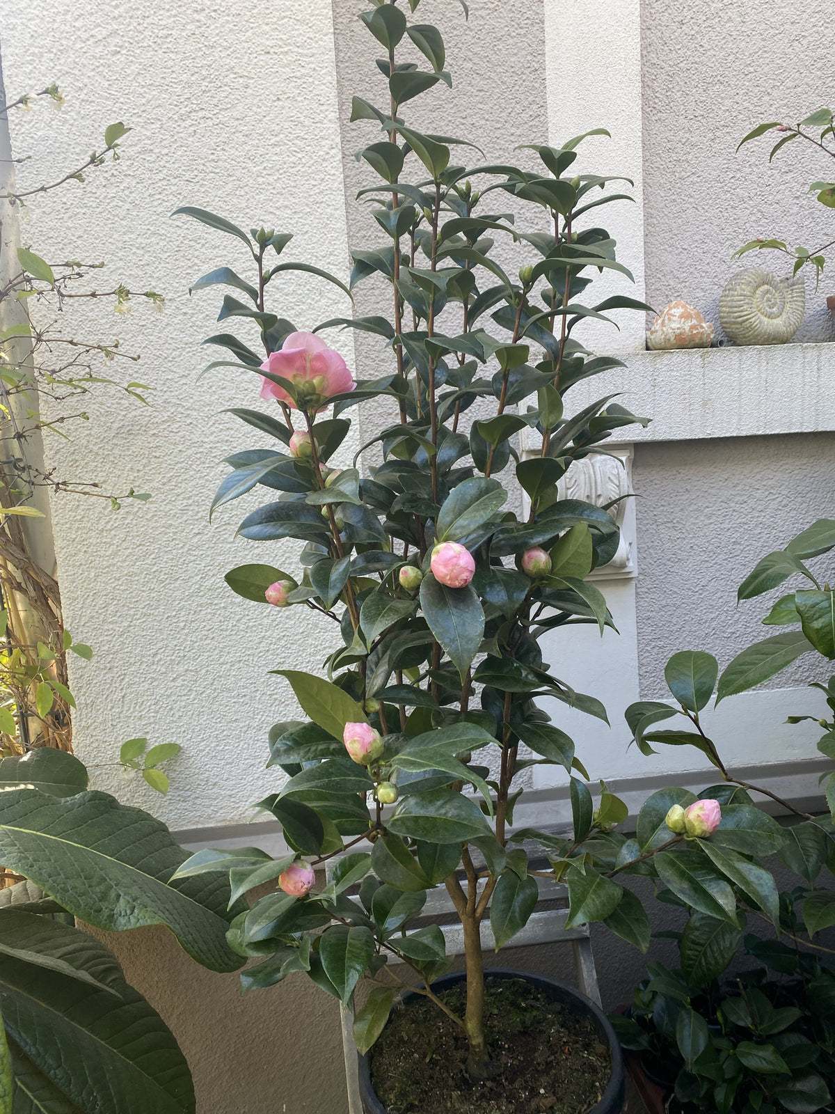 Camellia Nuccio&#39;s Cameo