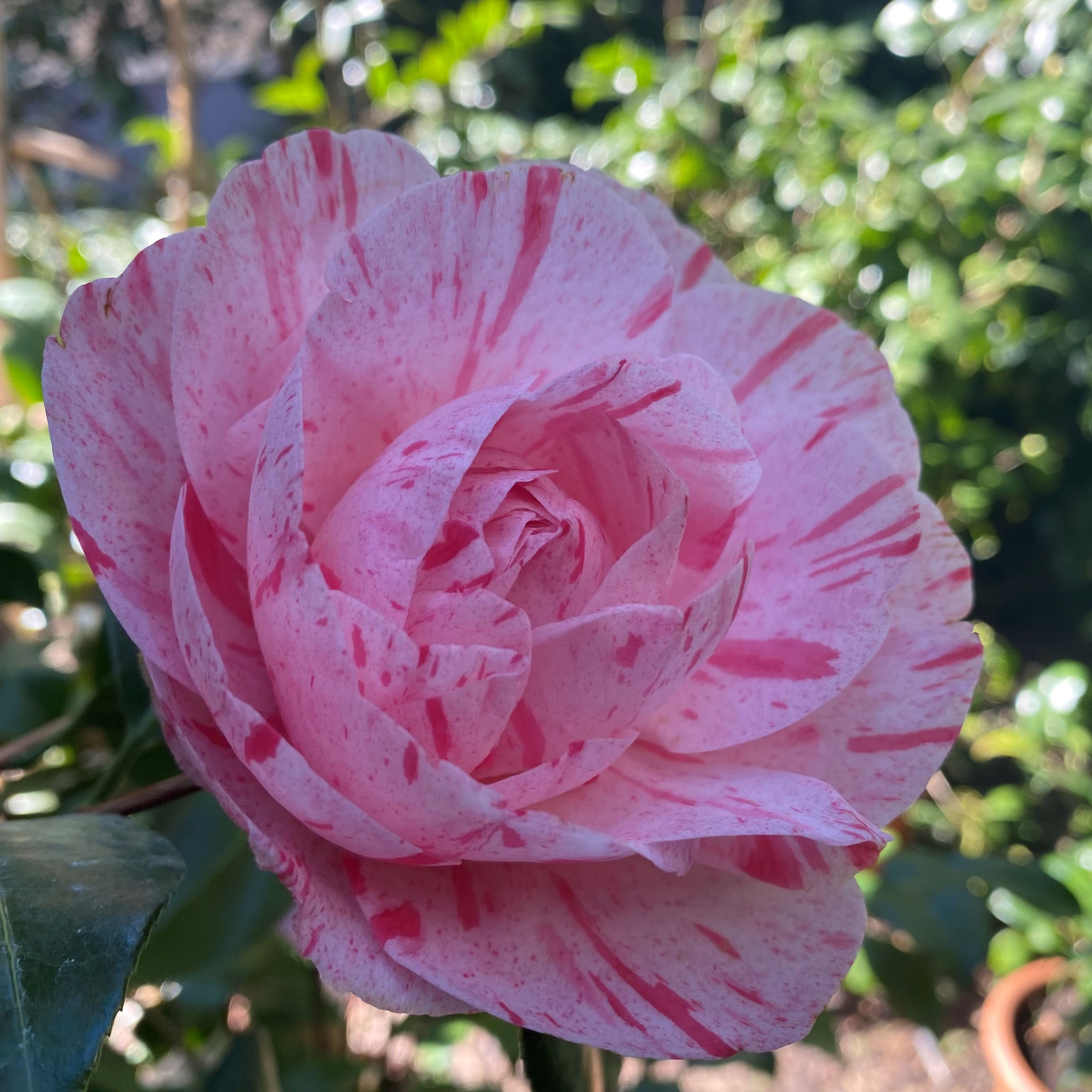 Camellia Carter's Sunburst