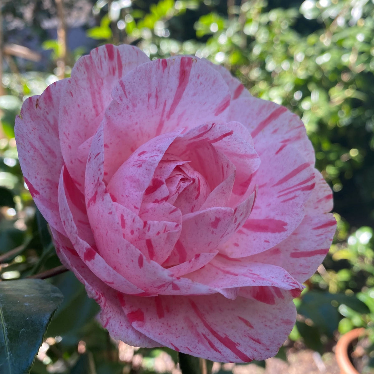 Camellia Carter&#39;s Sunburst